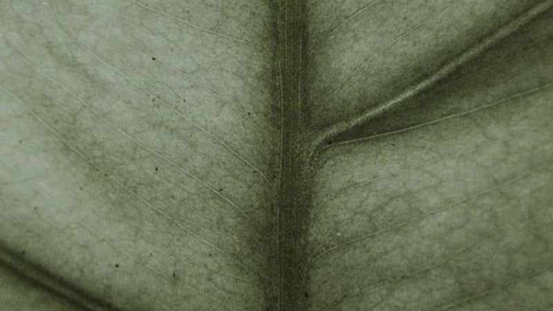 The Leaf Test Phenomenon: Why We're Testing Our Partners Instead of Trusting Them