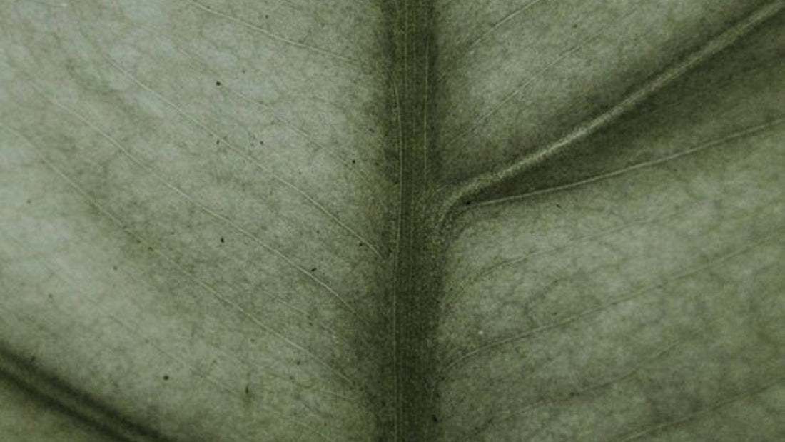 The Leaf Test Phenomenon: Why We're Testing Our Partners Instead of Trusting Them